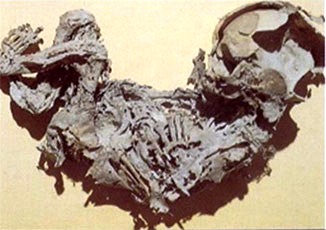 mumified fetus from tomb